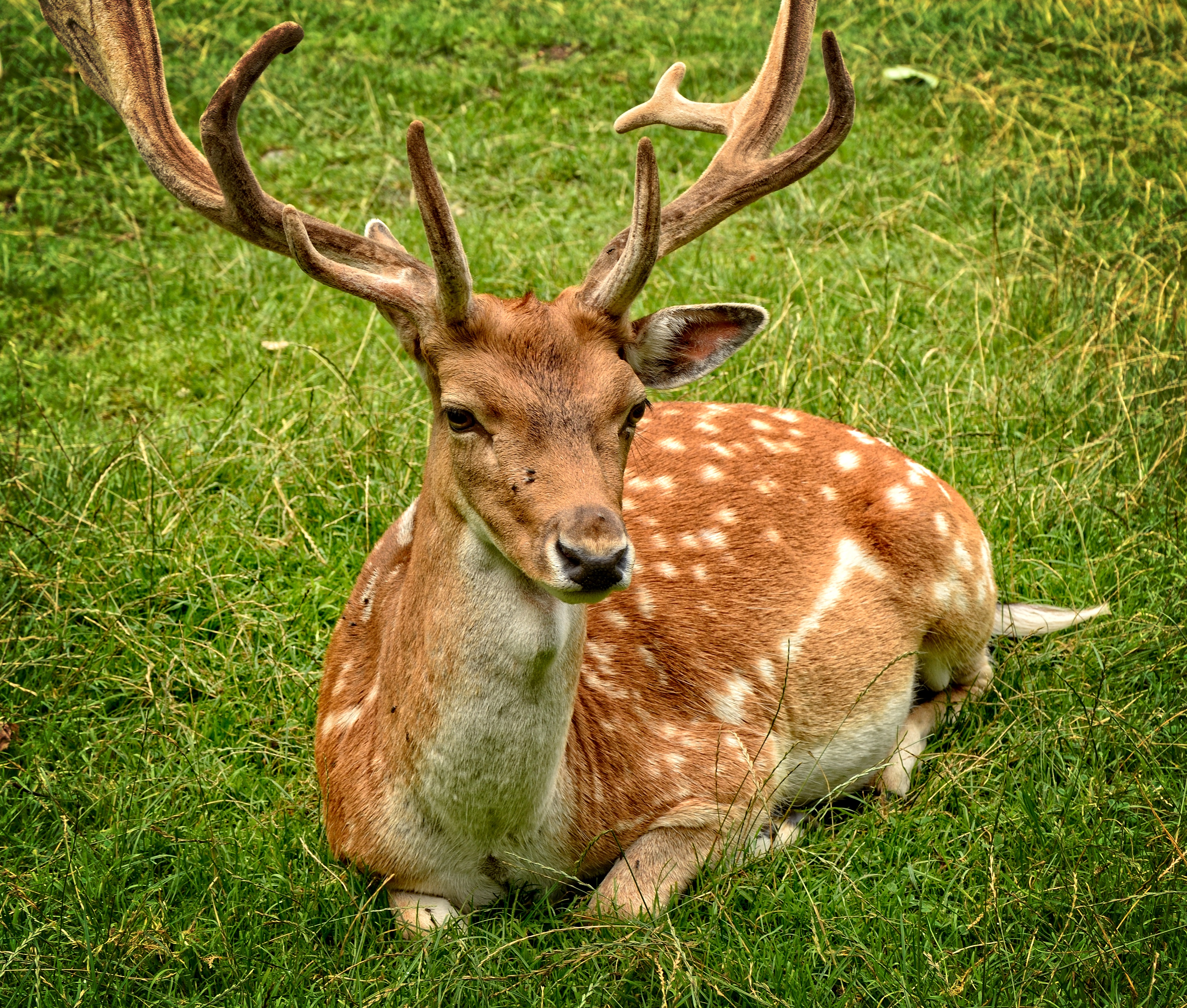 免费照片一只白尾鹿躺在绿草地上