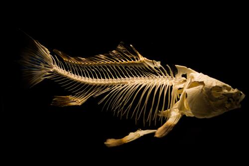 Скелет рыбы на черном фоне