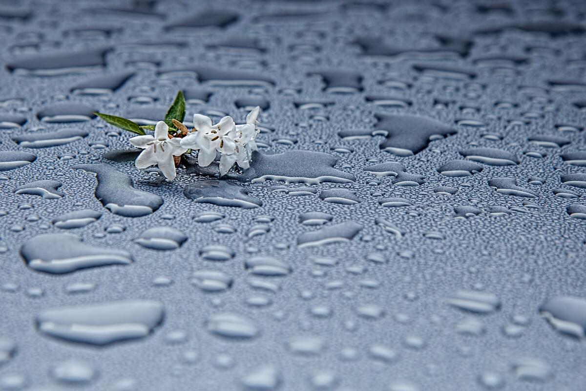 Wallpaper of little white flowers on wet glass