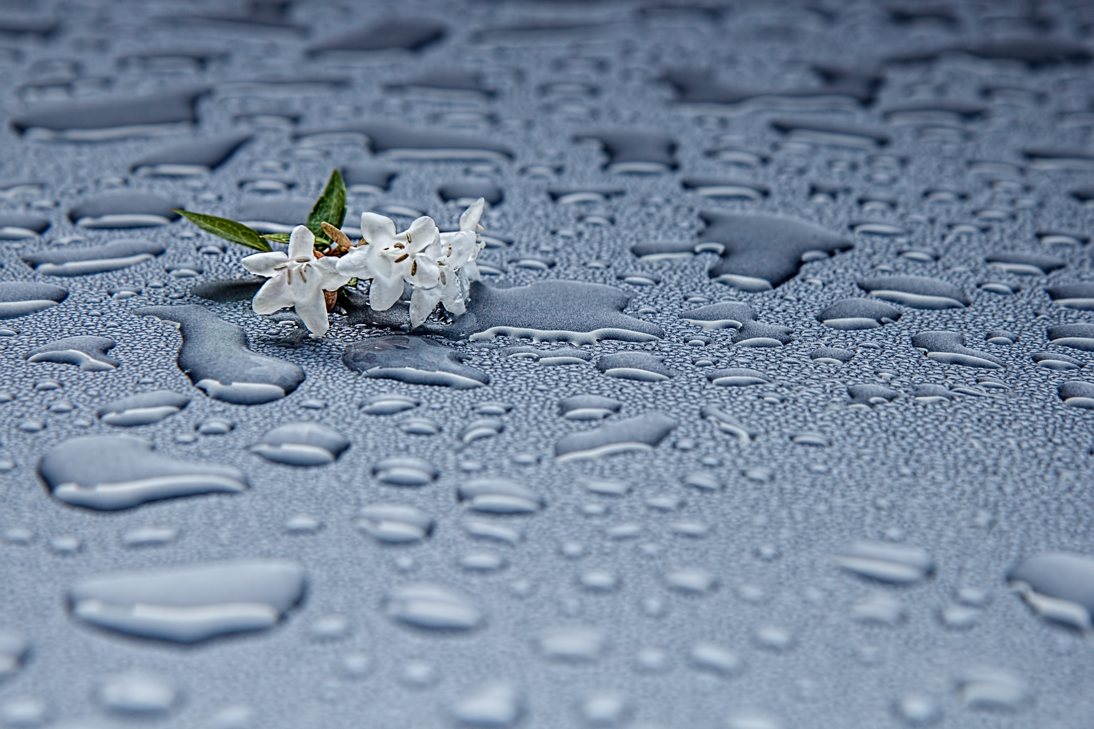 Free photo Wallpaper of little white flowers on wet glass