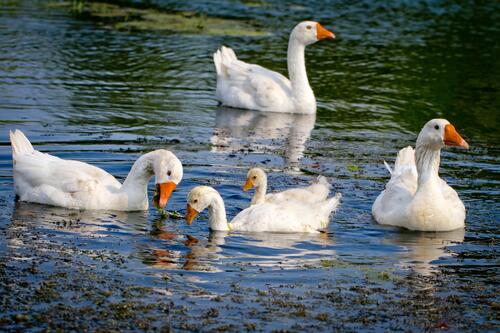 Белые гуси плавают на озере