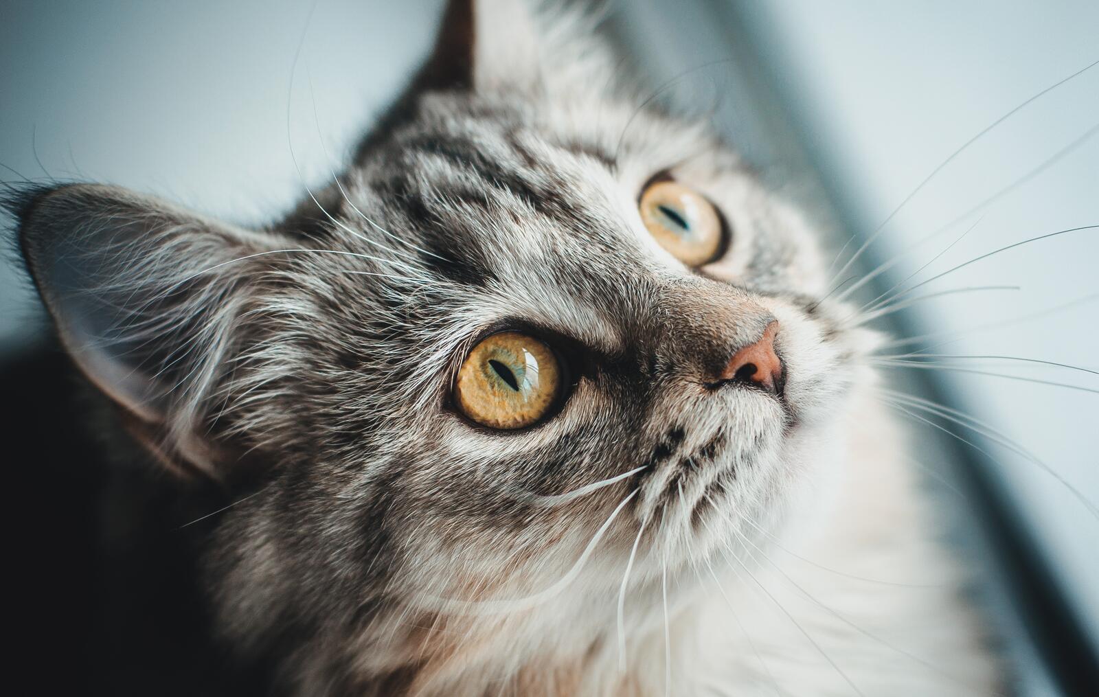 Бесплатное фото Внимательная кошка смотрит вверх
