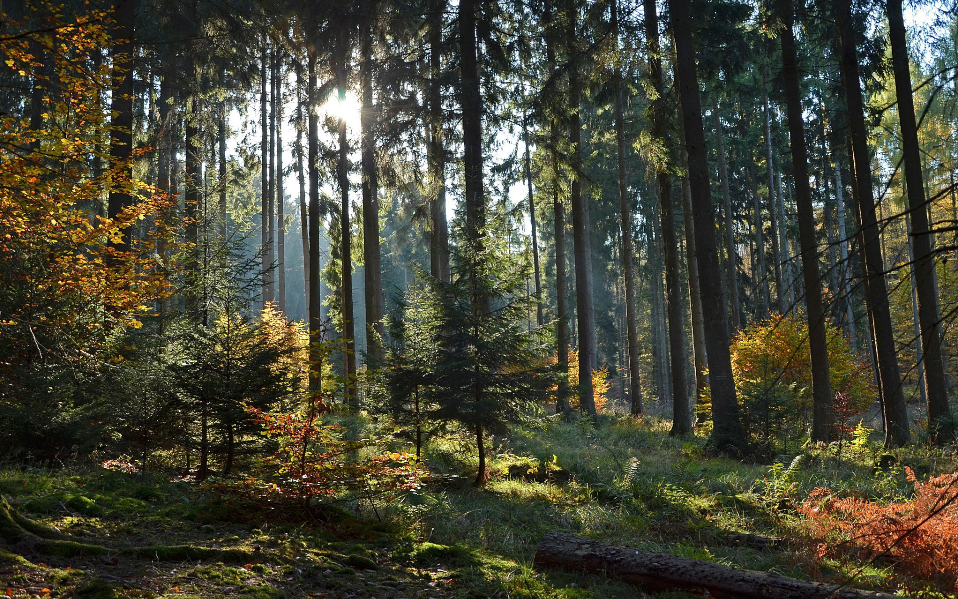 Бесплатное фото Красота леса