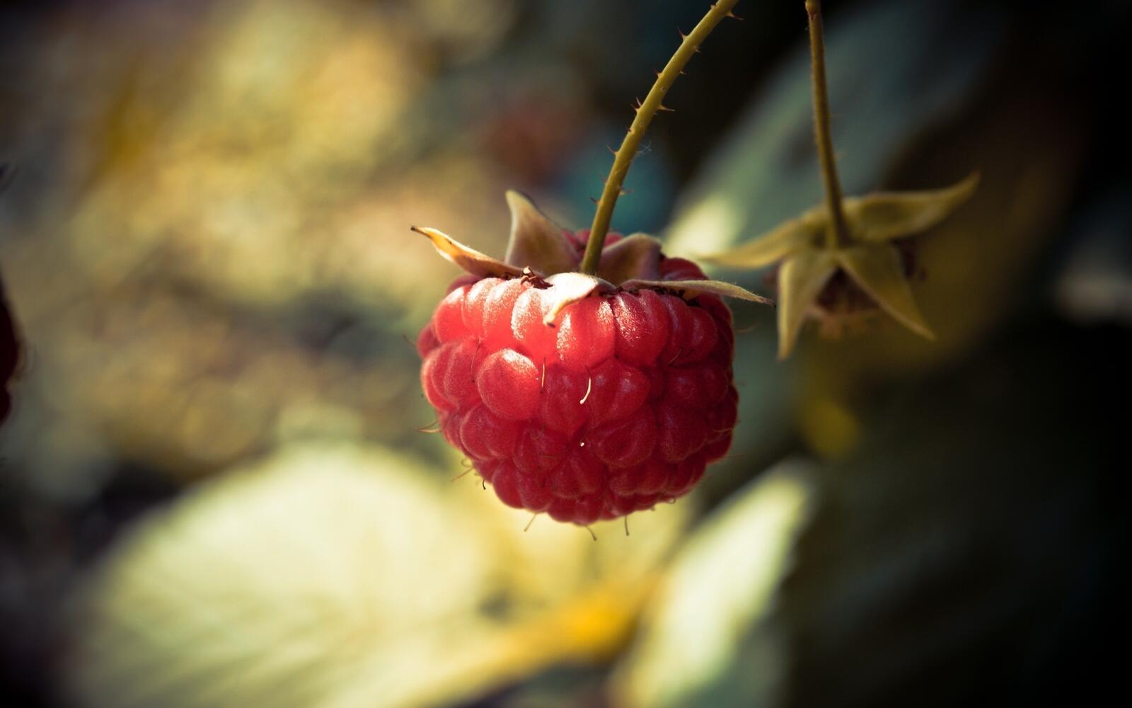 Бесплатное фото Одинокая ягодка малины