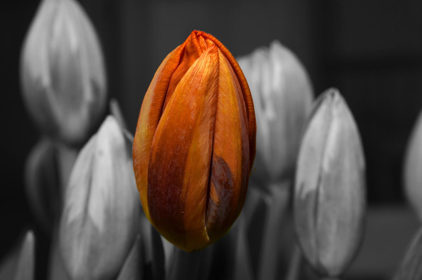 Free photo Monochrome photo of unopened tulips