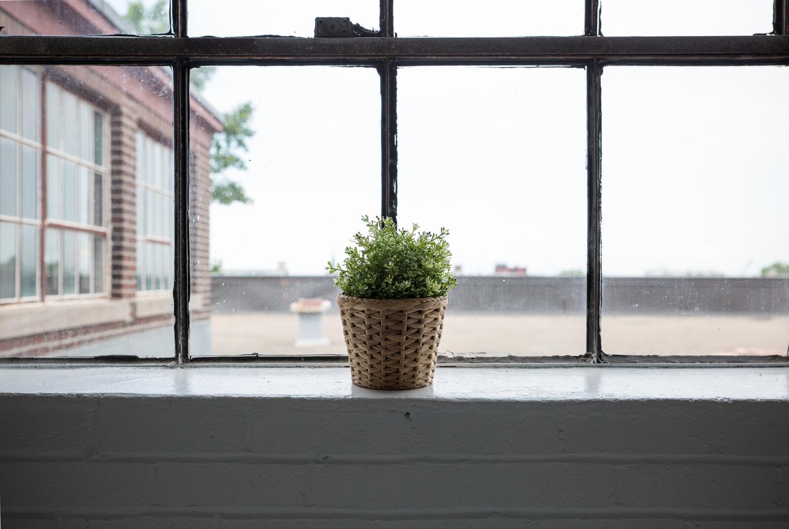 Обои растение древесина окно на рабочий стол