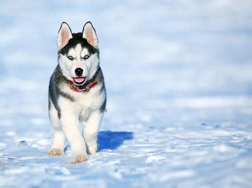 Husky puppy running in the snow