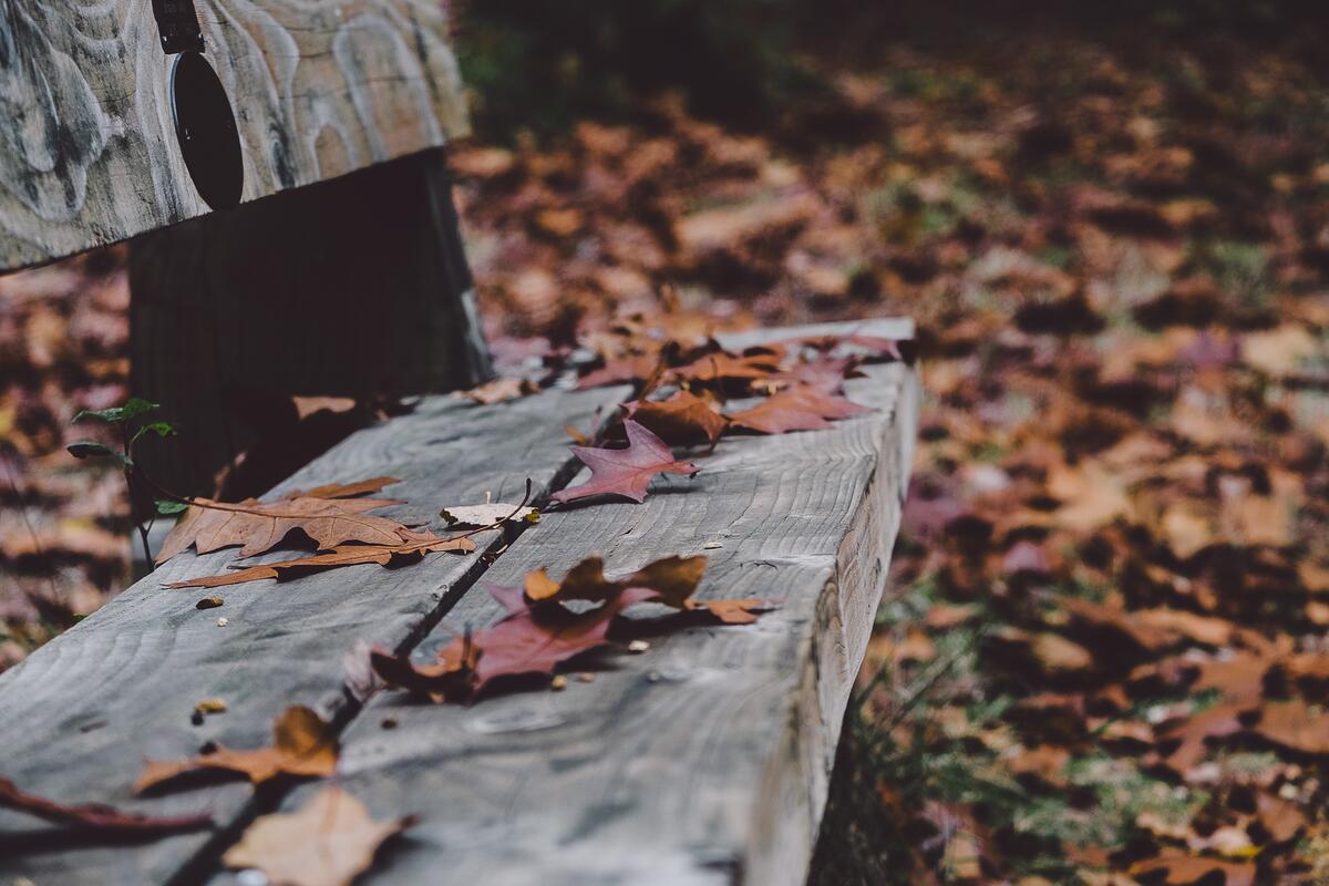 A picture of dry fallen leaves on a bench
