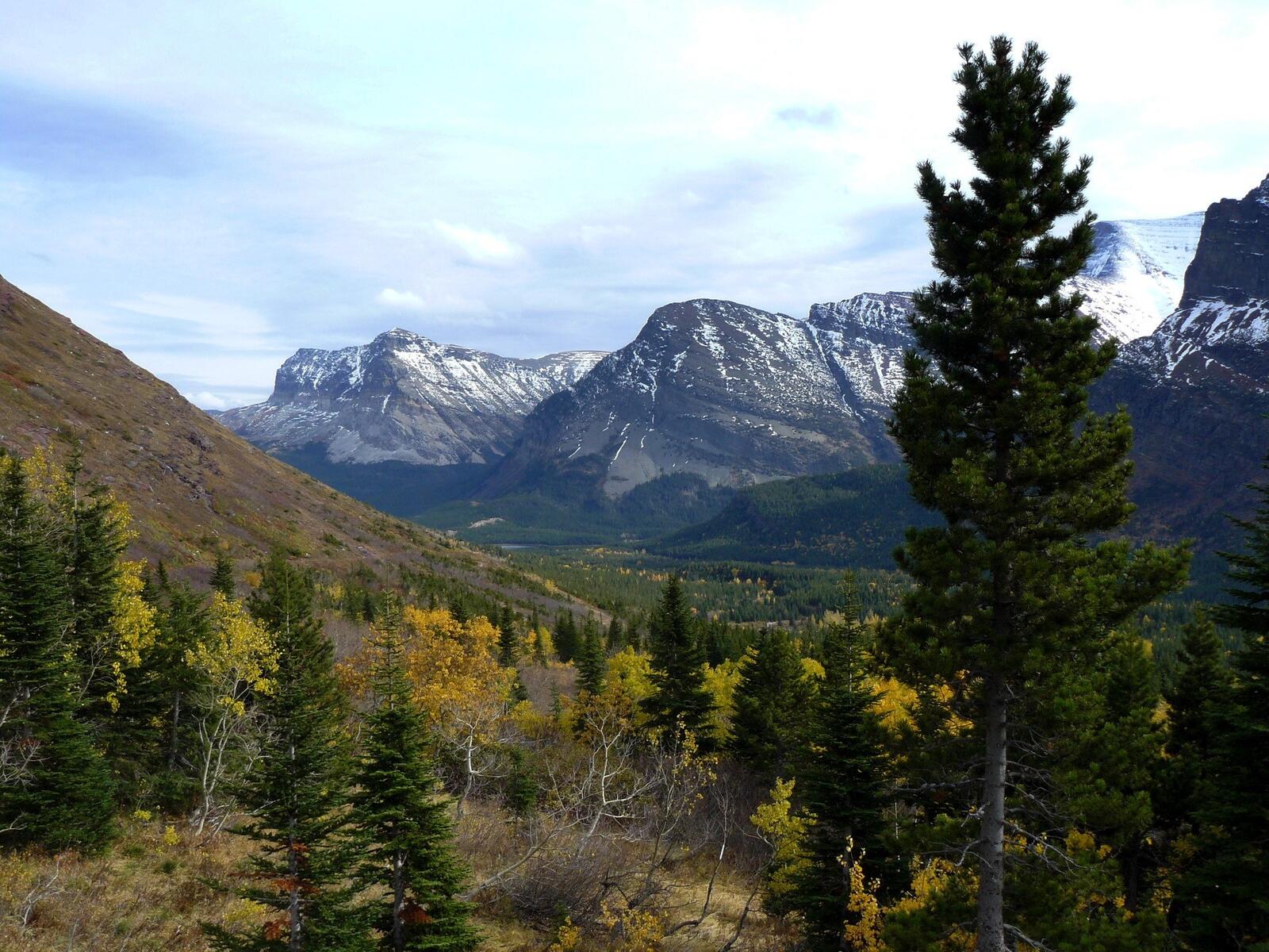 Бесплатное фото Лес у подножья гор