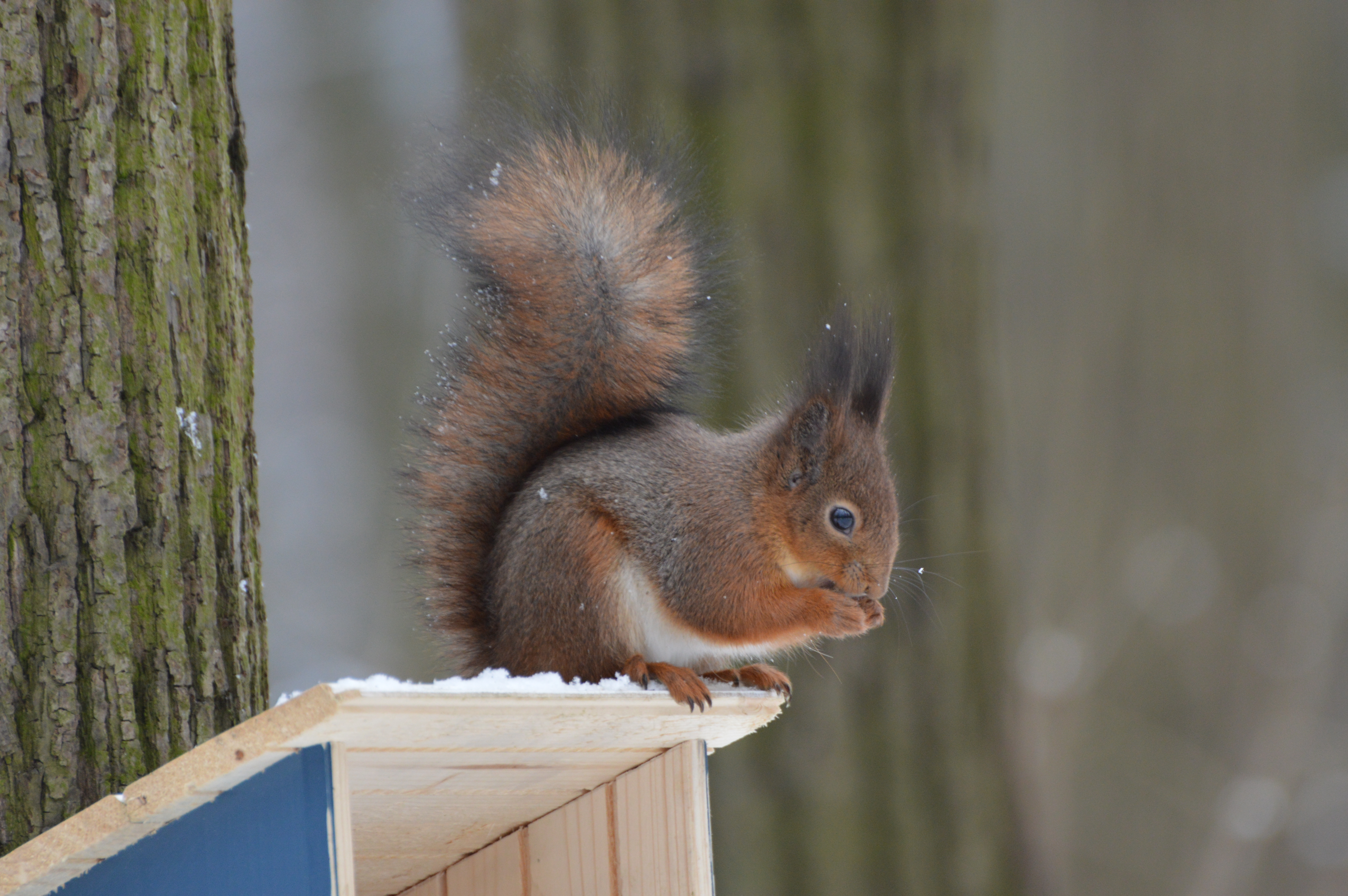 A tame squirrel sits on a bird feeder