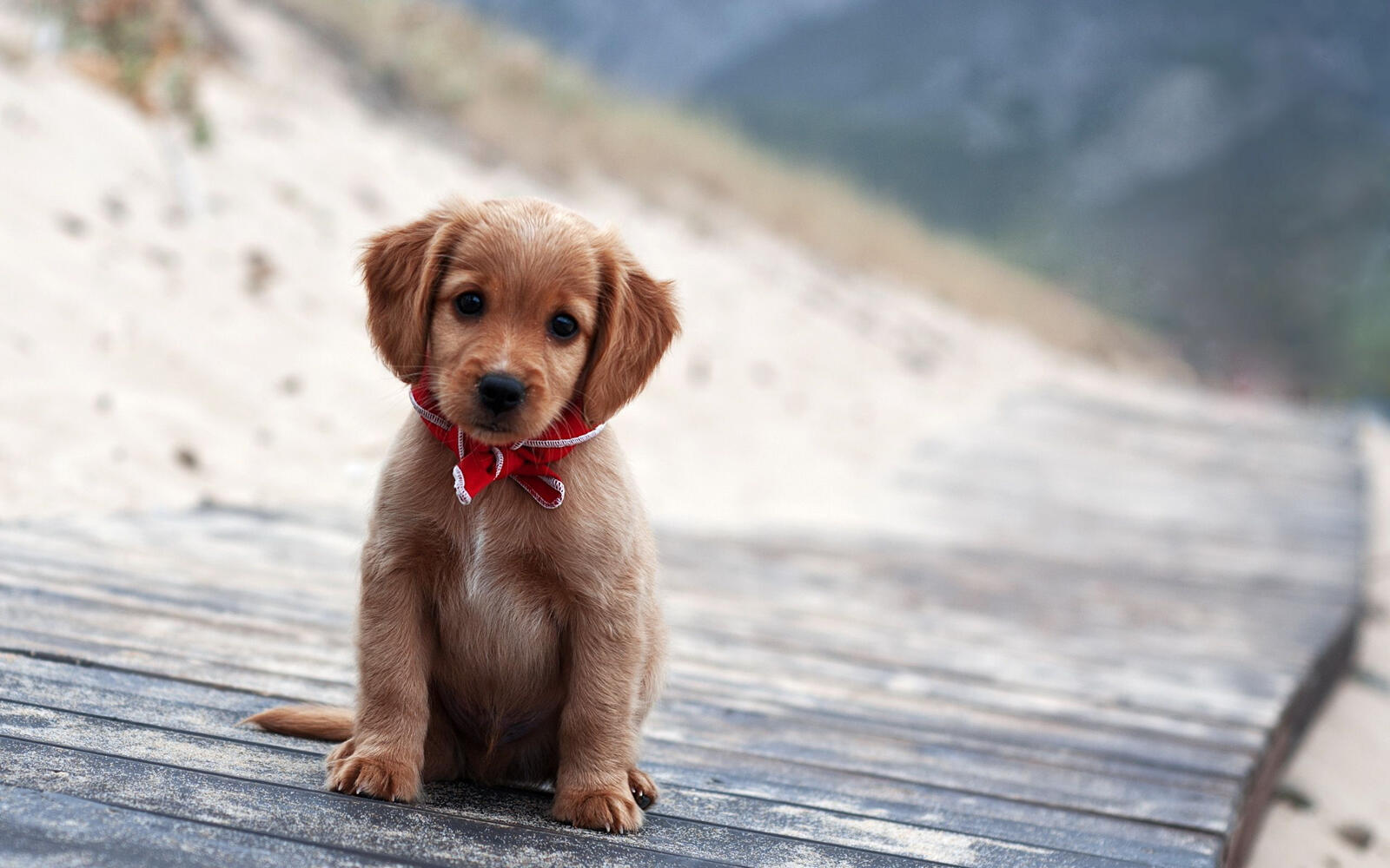 Free photo Cute lop-eared puppy in a red scarf.