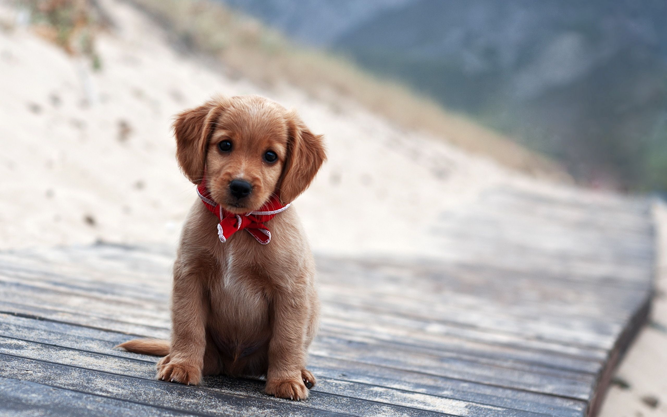 Милый вислоухий щенок в красном шарфике