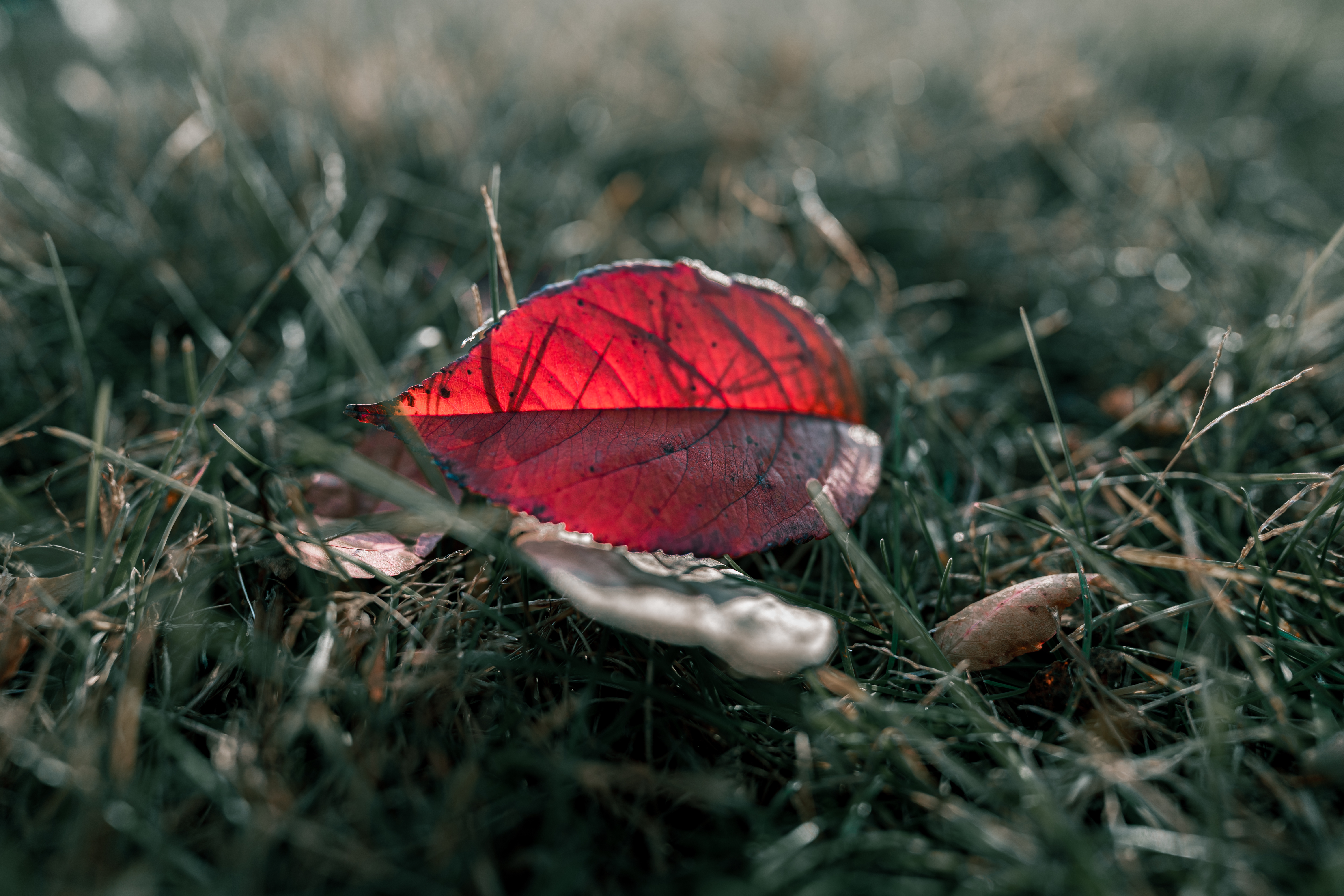 Красный опавший листик на зеленой траве