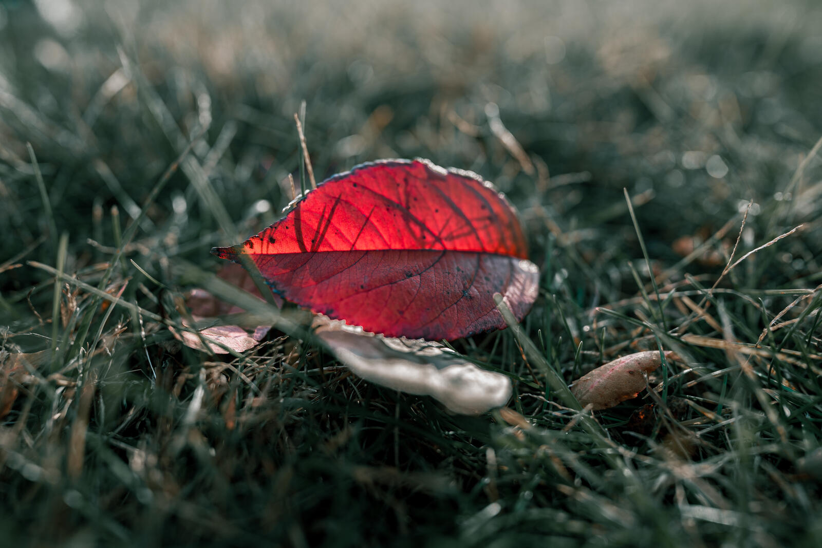 免费照片绿草上的一片红色落叶。