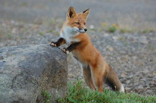A beautiful red fox resting her paws on a rock