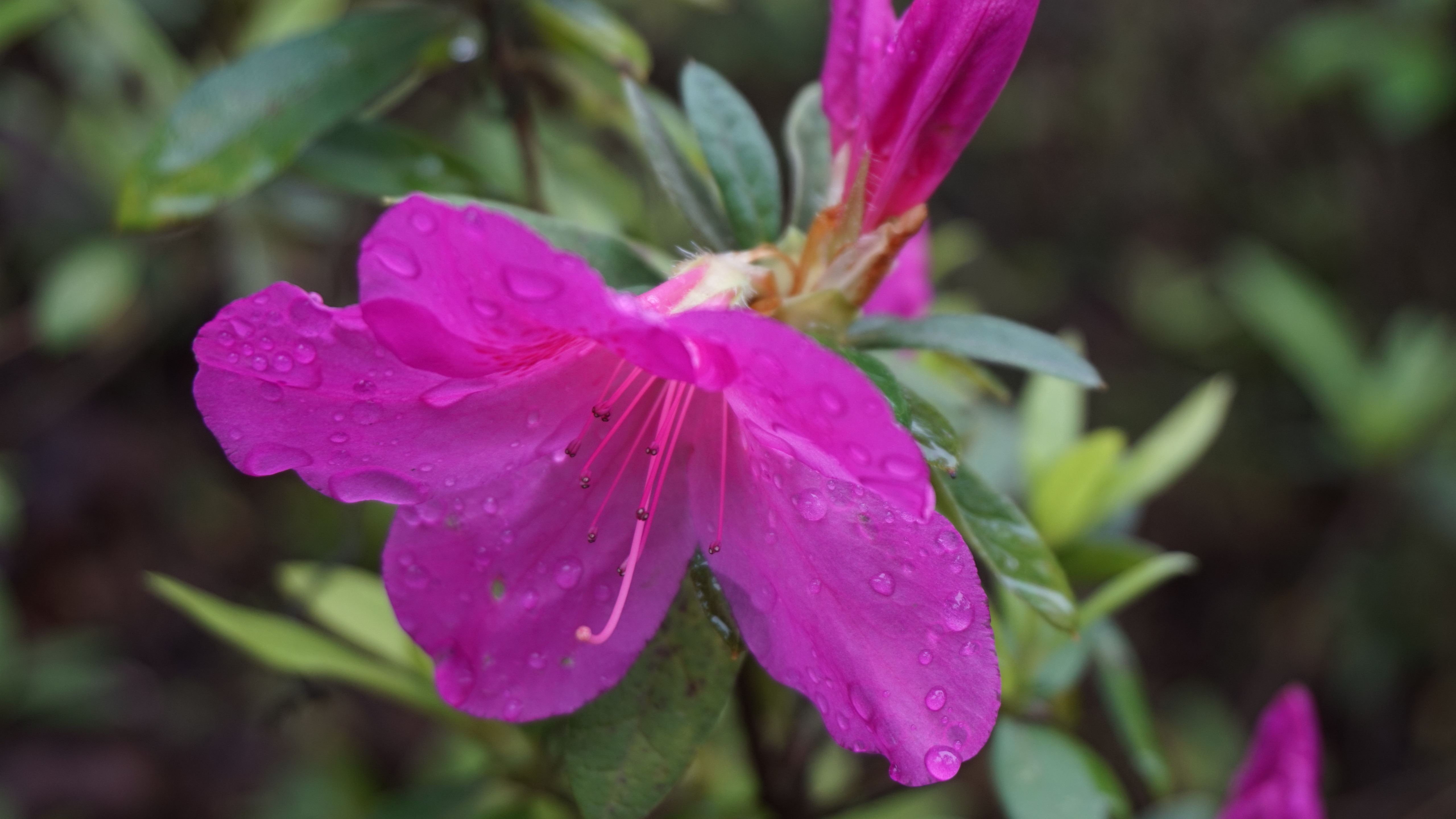 Бесплатное фото Цветок с розовыми лепестками