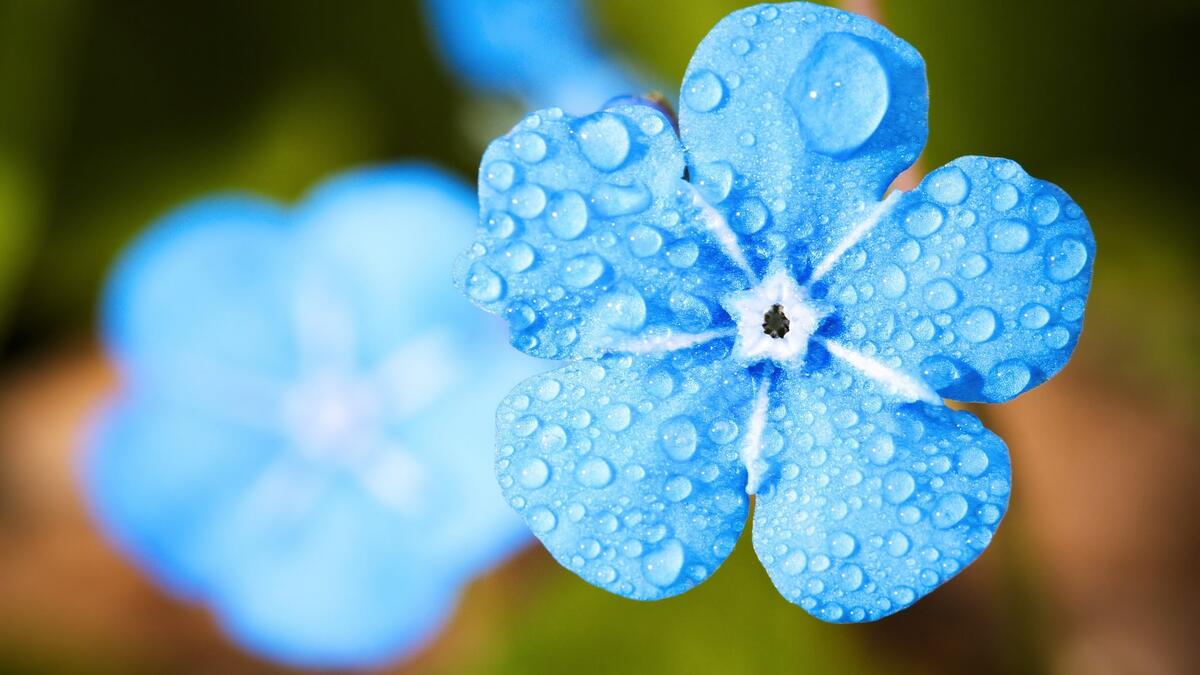 Голубой цветок в росе
