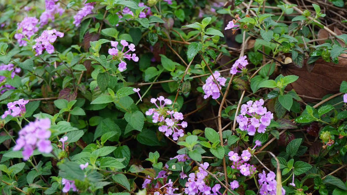 Shrubs with pink flowers