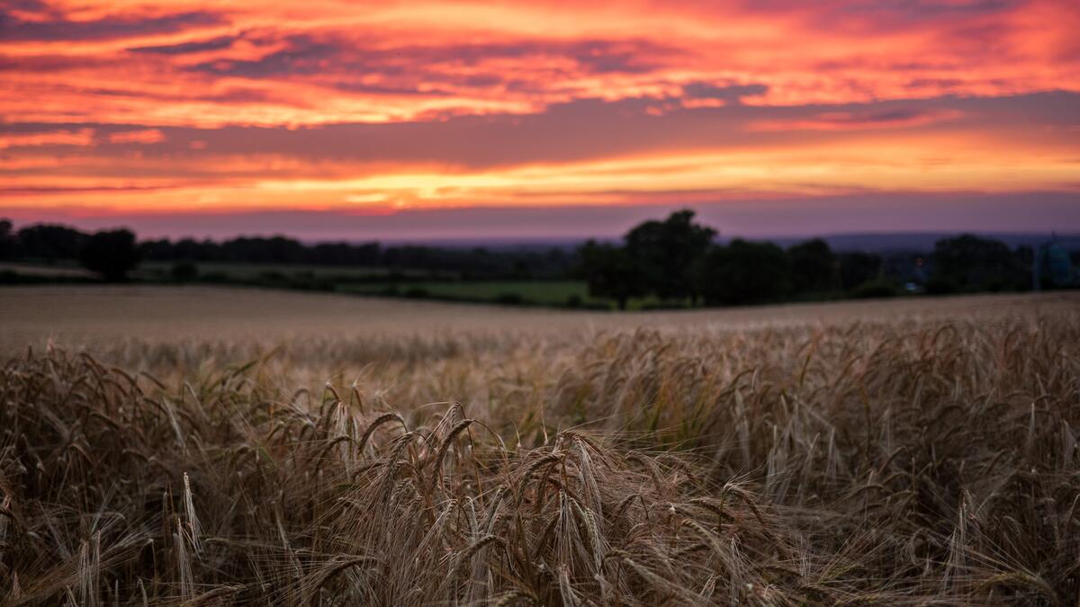 Поле с пшеницей на закате дня