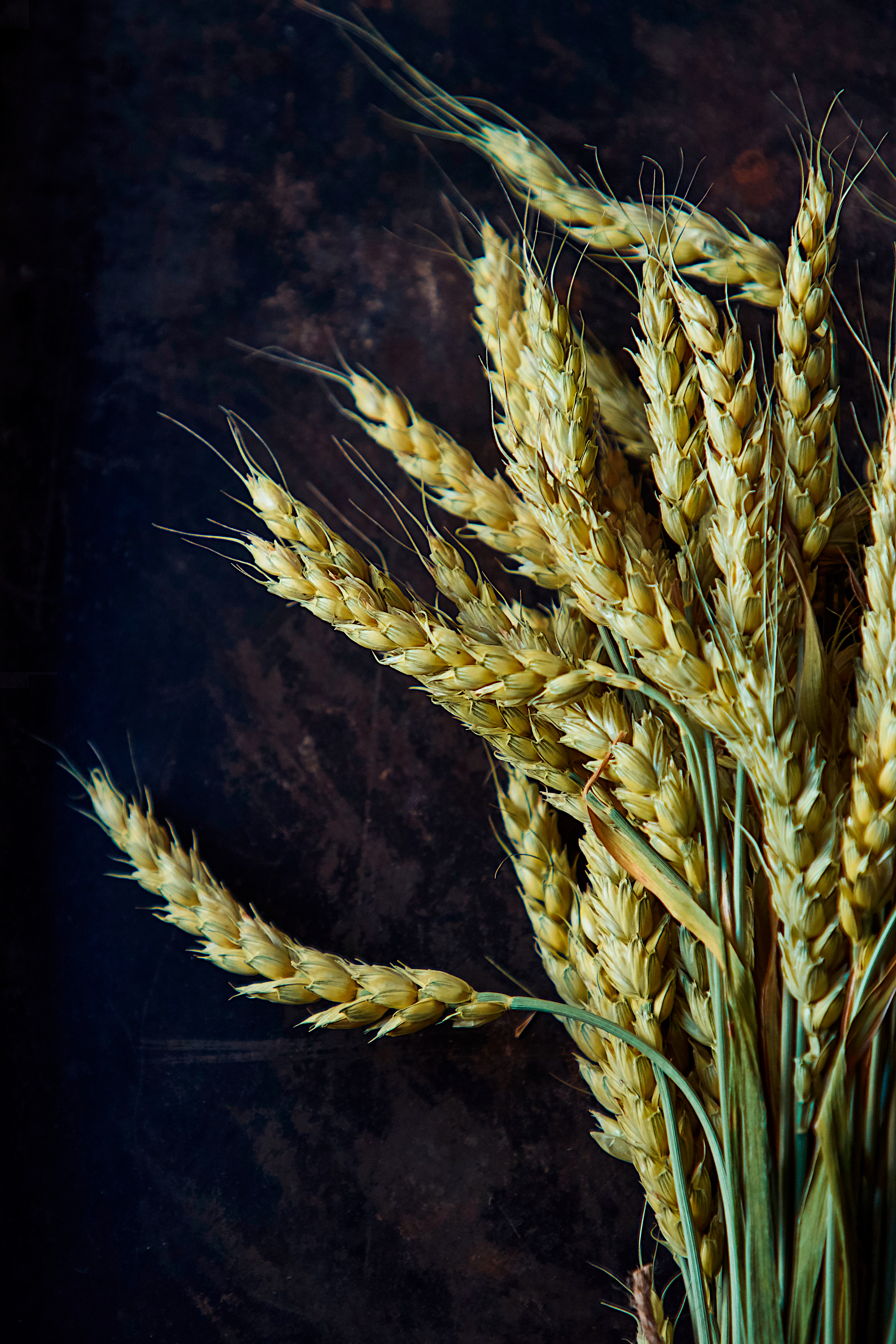 A picture of bread spikelets
