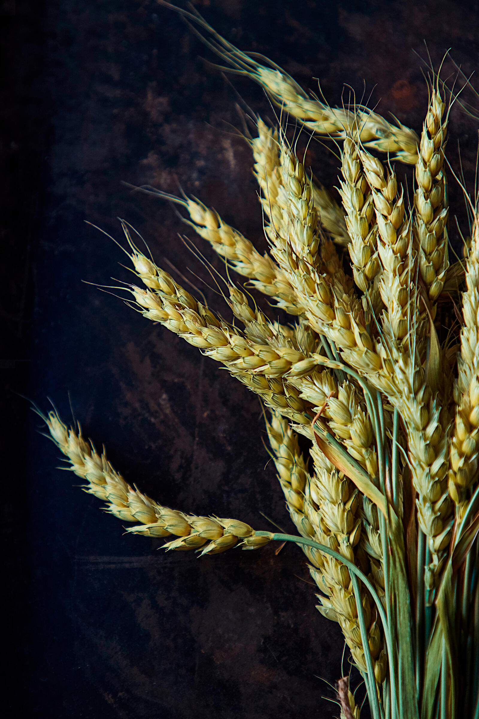 Free photo A picture of bread spikelets