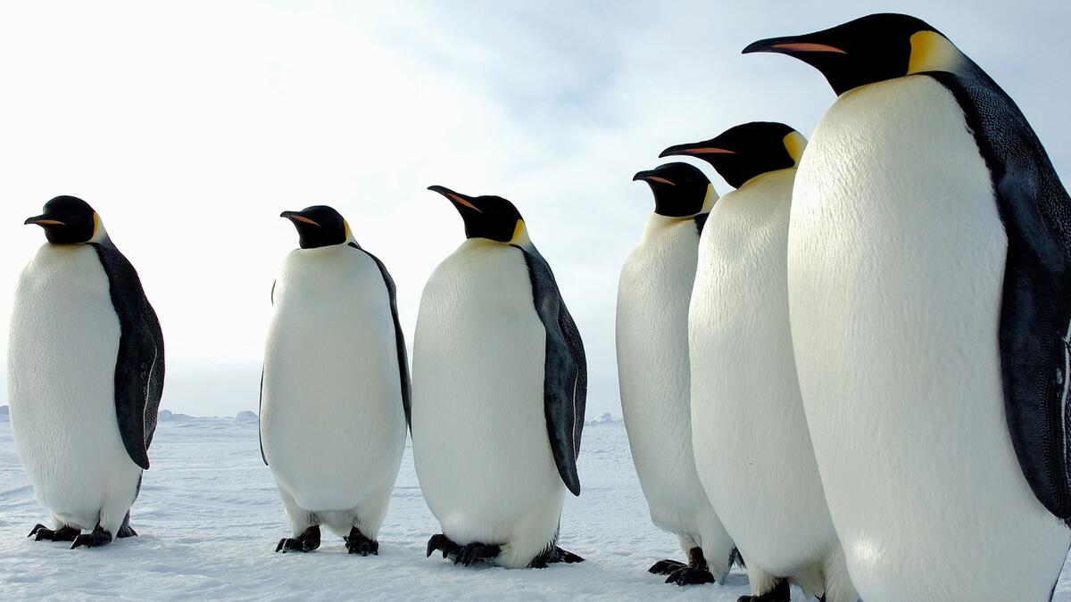 The penguins are lined up