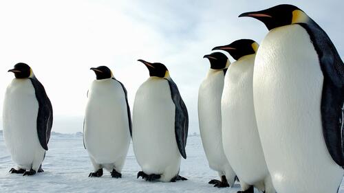 Пингвины выстроились в ряд