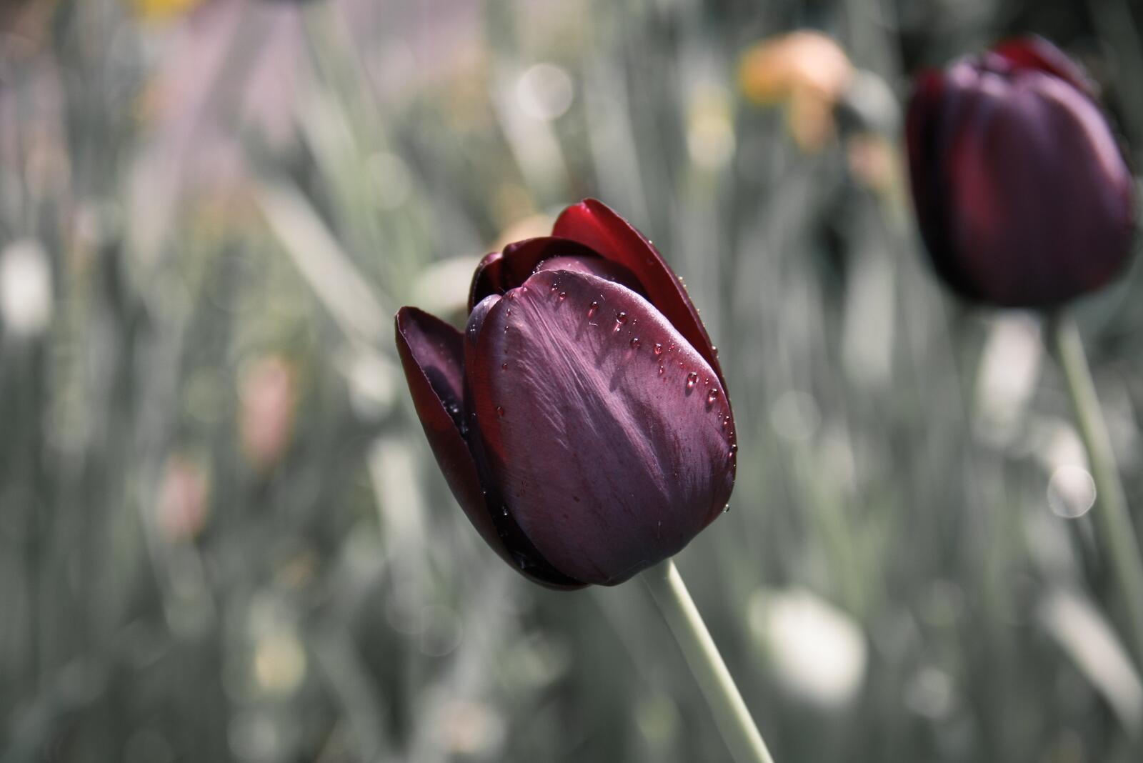 Темно-красный бутон тюльпана