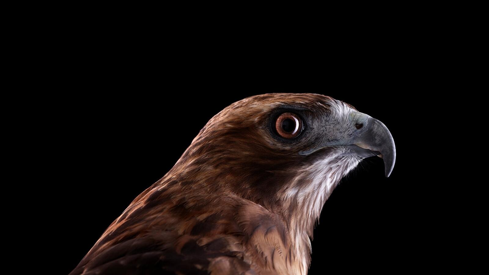 Free photo Eagle with curved beak on black background