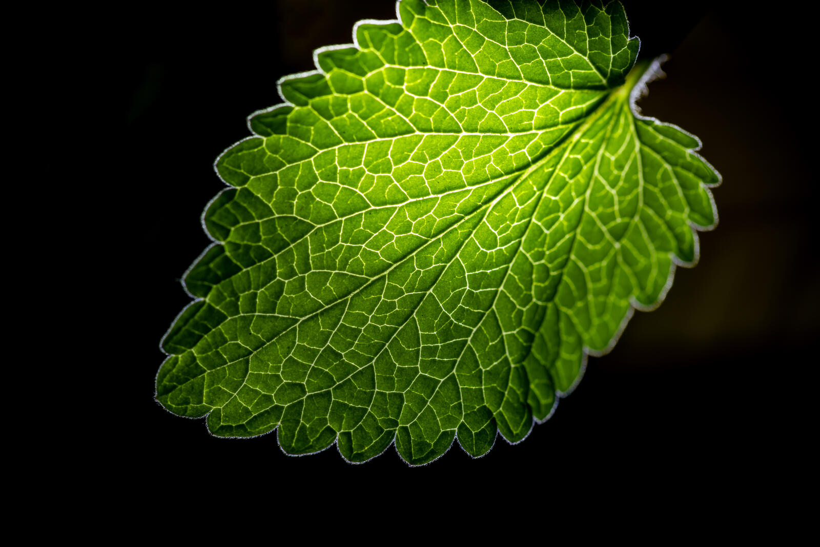Free photo Green illuminated leaf on a black background
