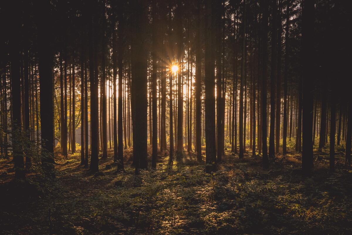 Солнце в густом хвойном лесу
