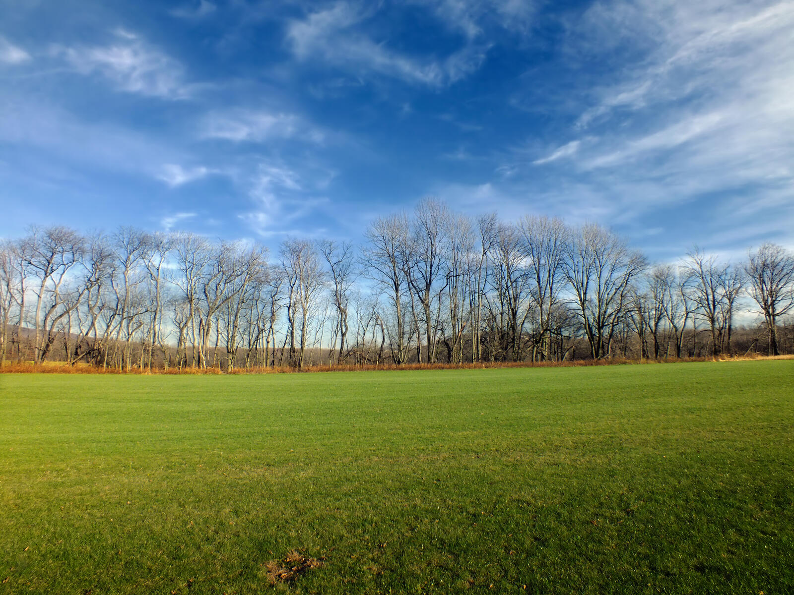 Бесплатное фото Зелёная травка у осеннего леса