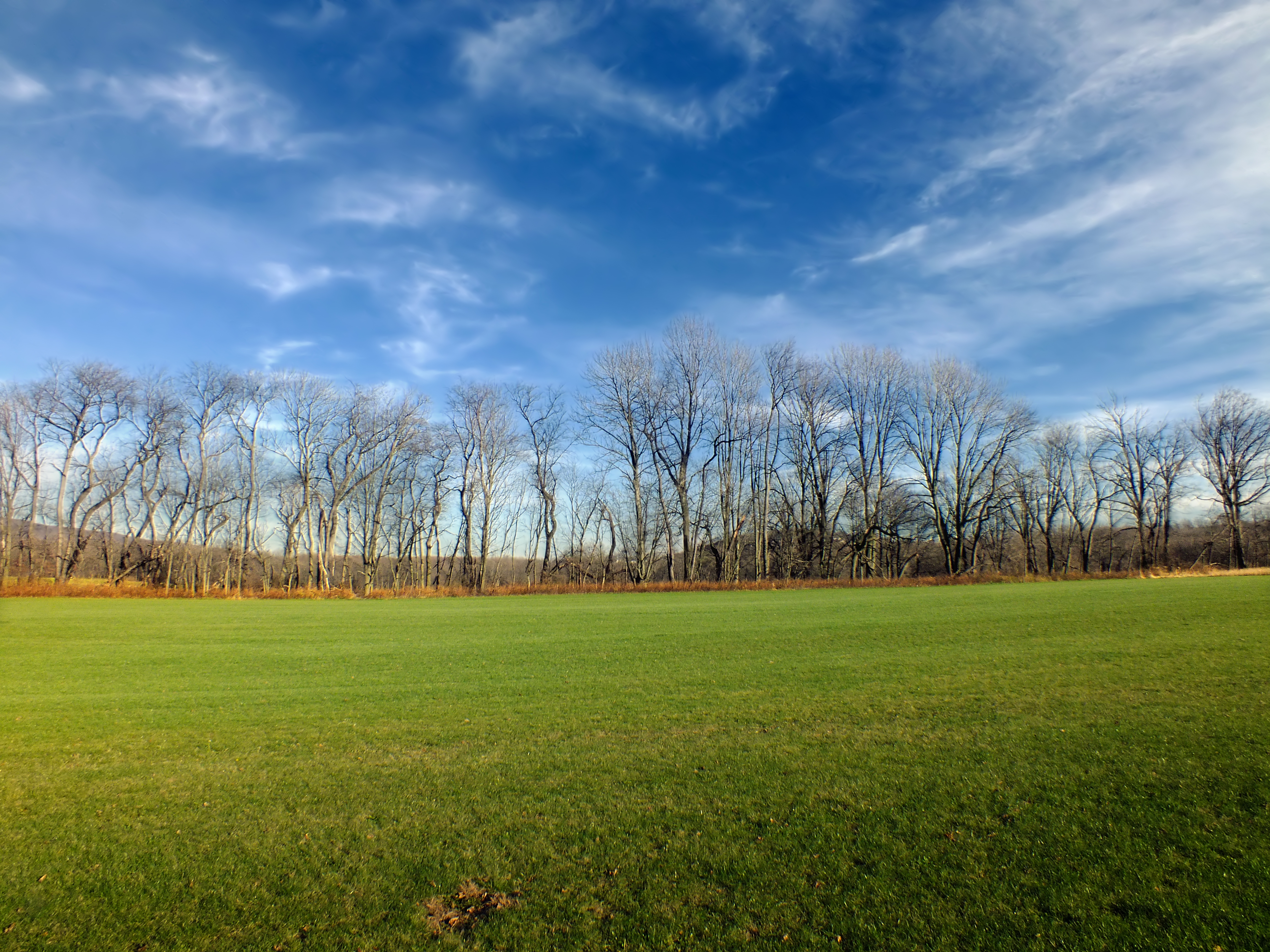Бесплатное фото Зелёная травка у осеннего леса