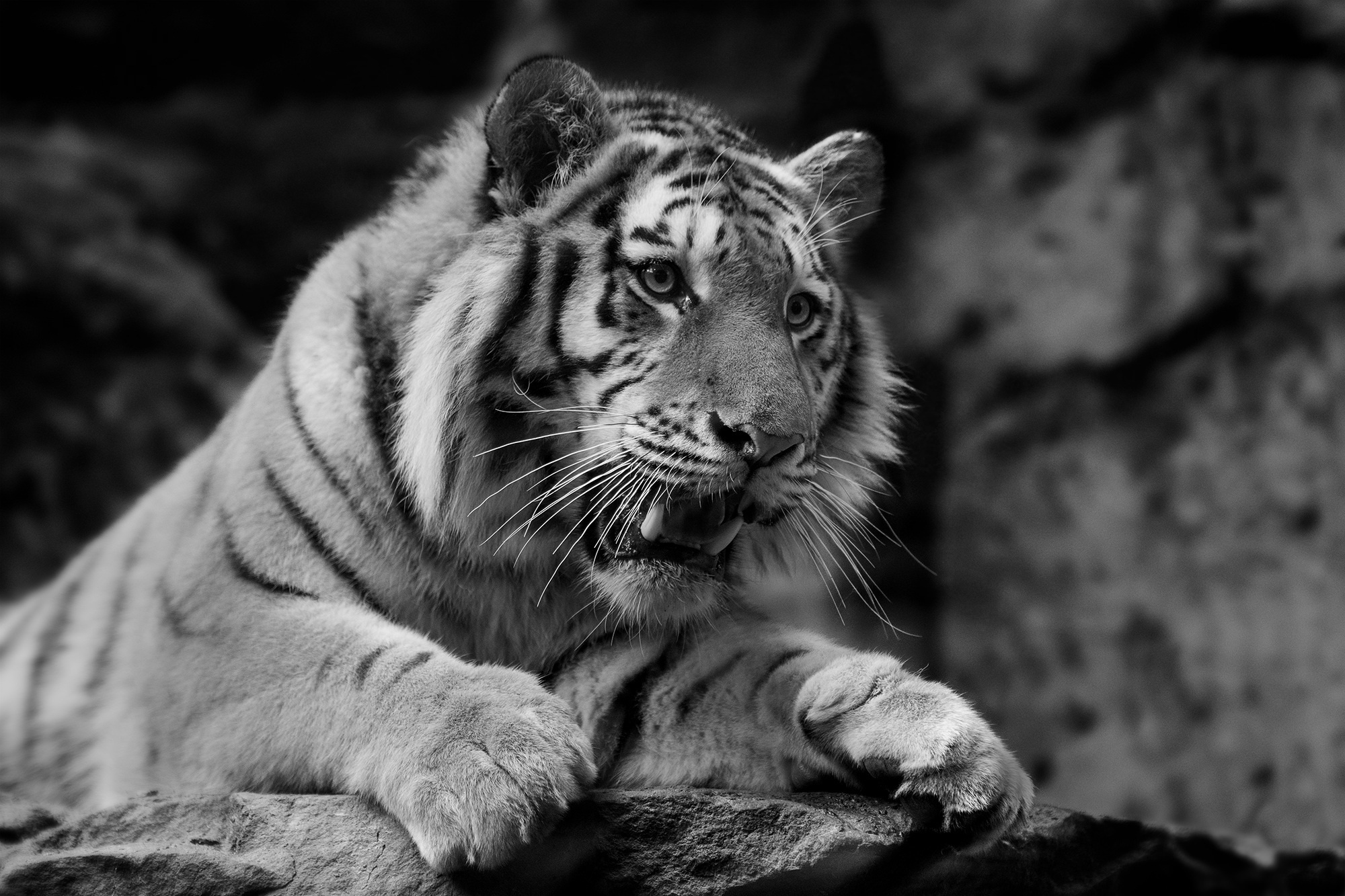 A vicious tiger in a monochrome photo