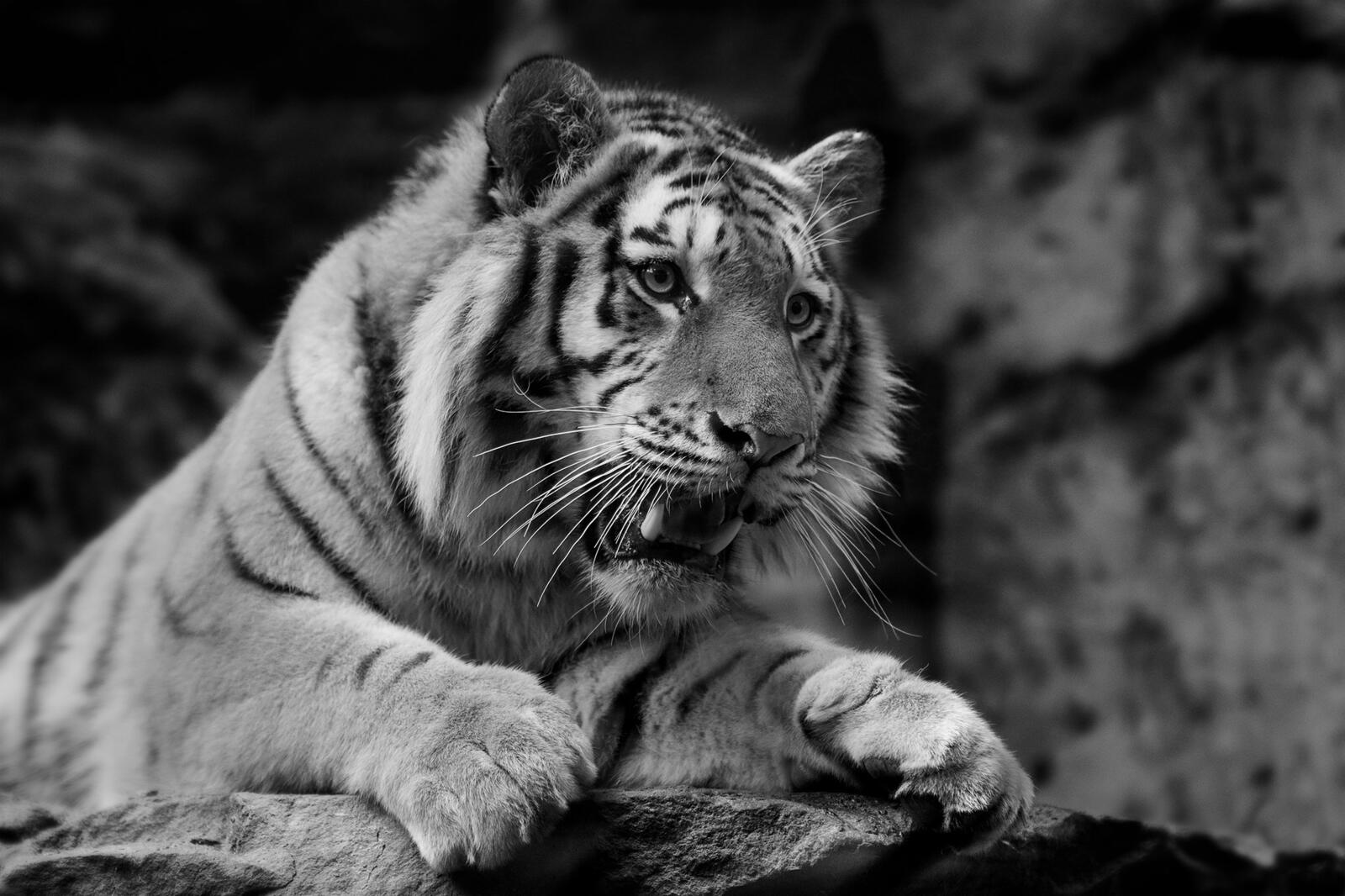 Бесплатное фото Злобный тигр на монохромном фото