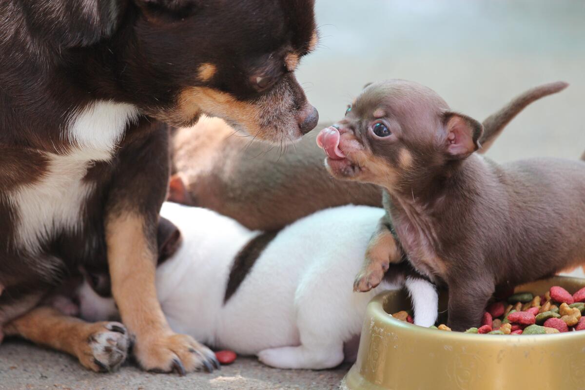 Chihuahua puppy eats food