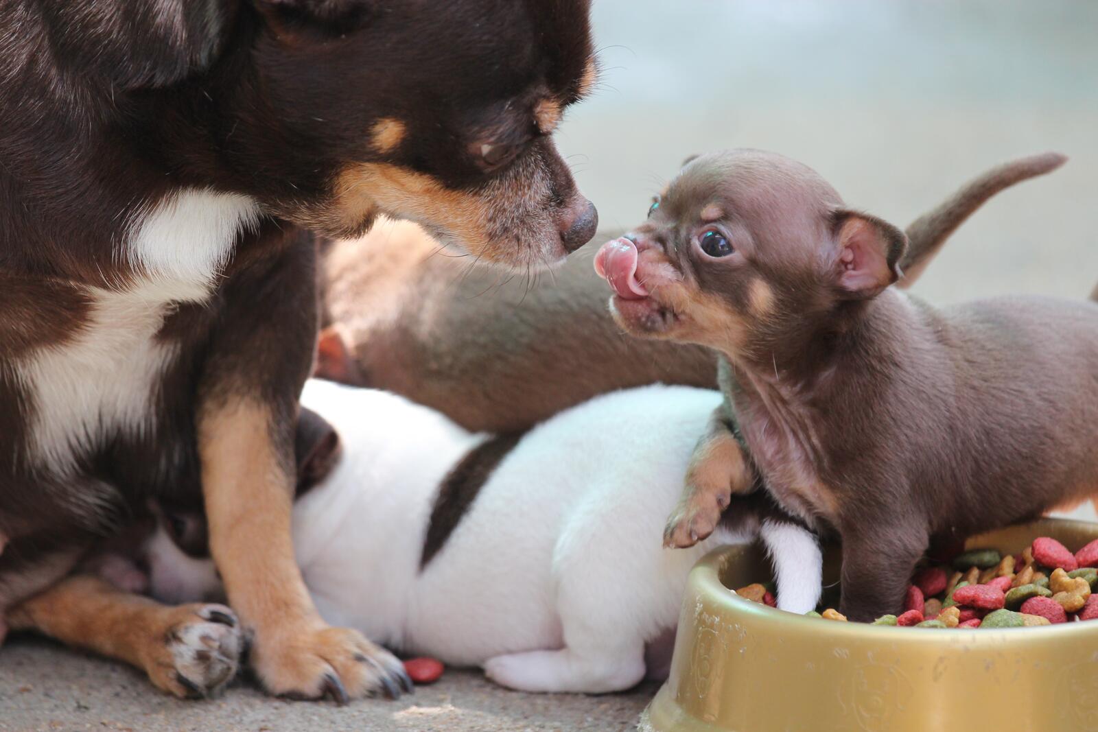 Free photo Chihuahua puppy eats food