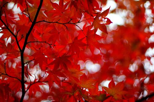 Red maple fall leaves