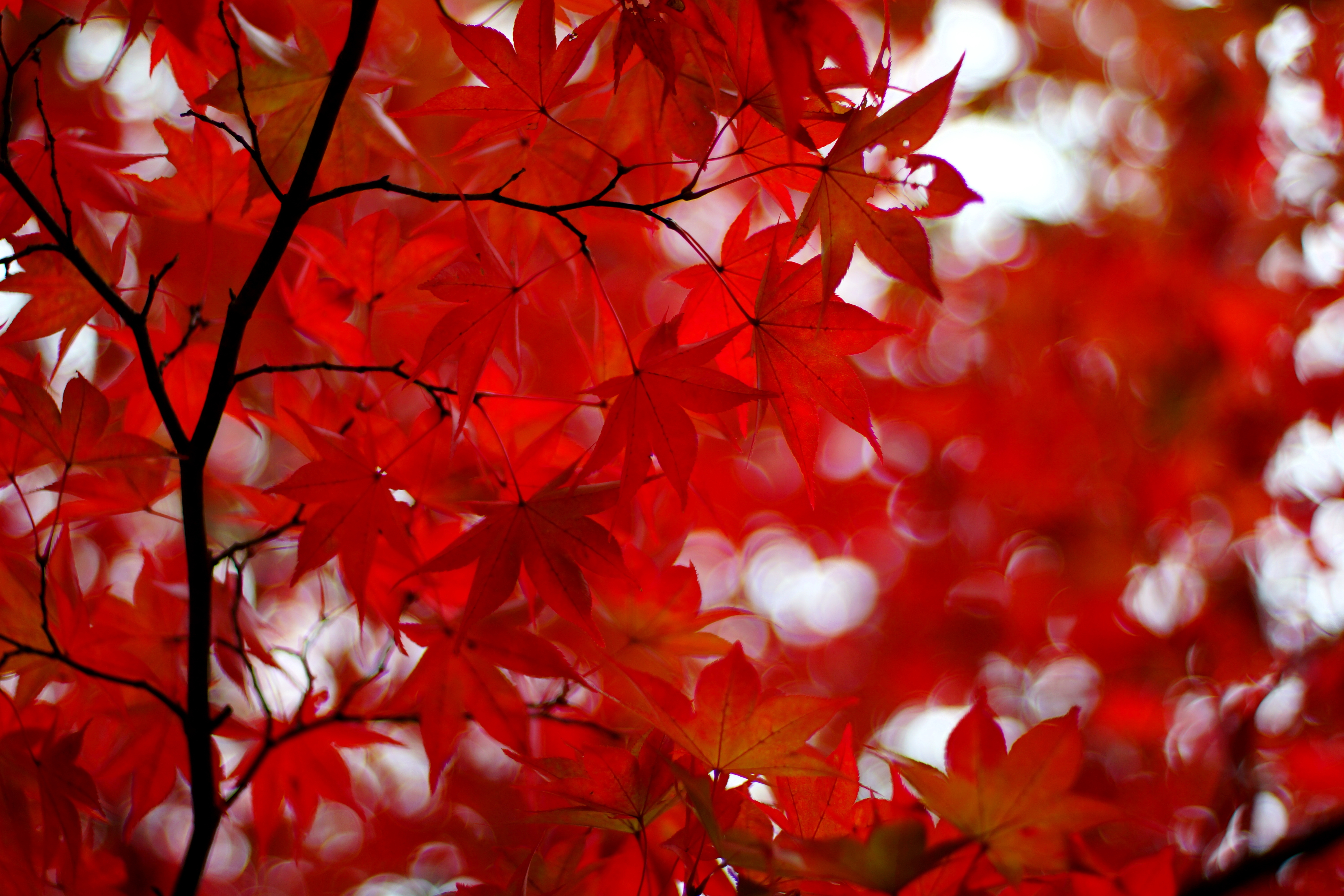 Бесплатное фото Красные кленовые осенние листья