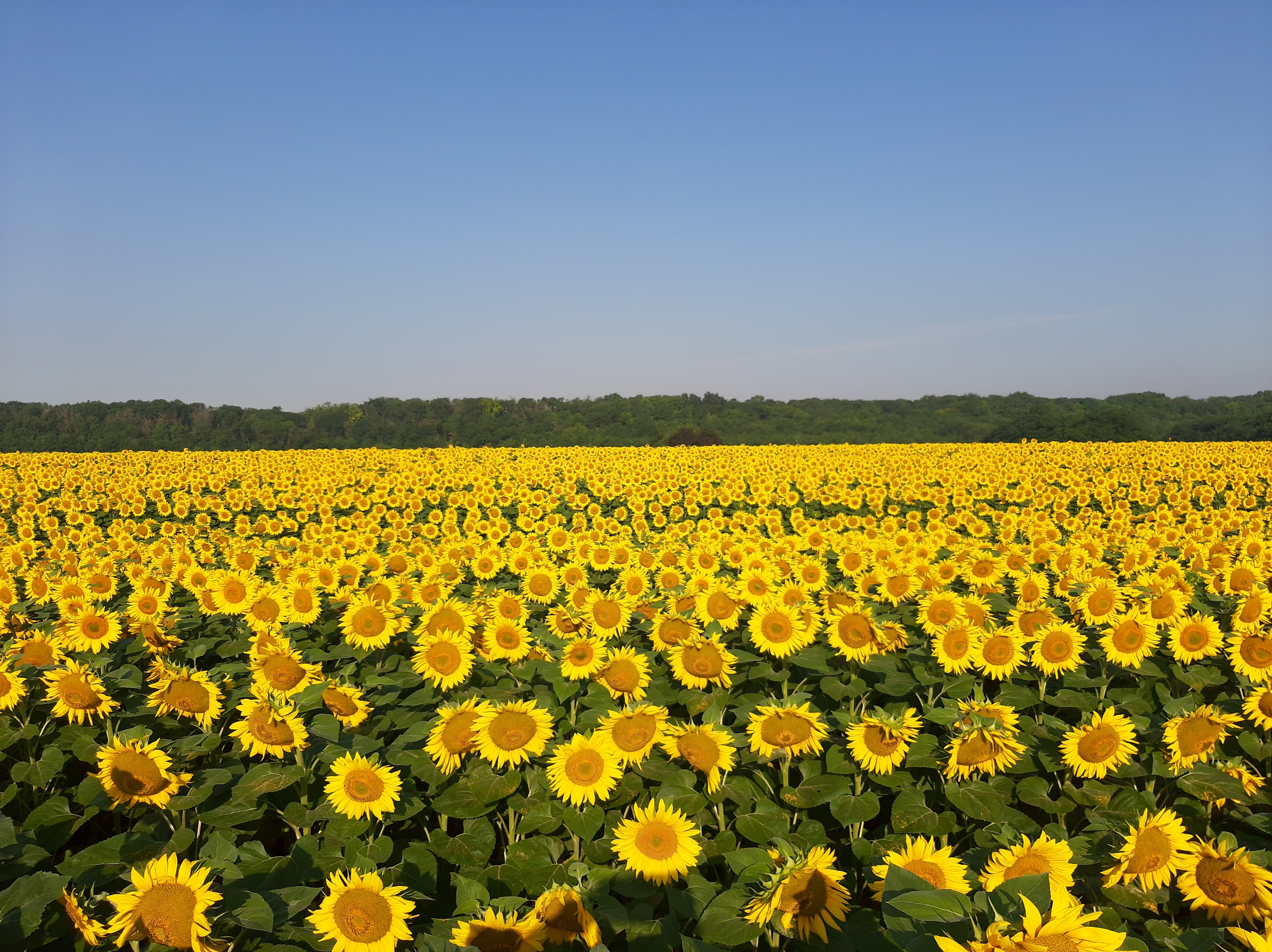Free photo A large field with yellow sunflowers