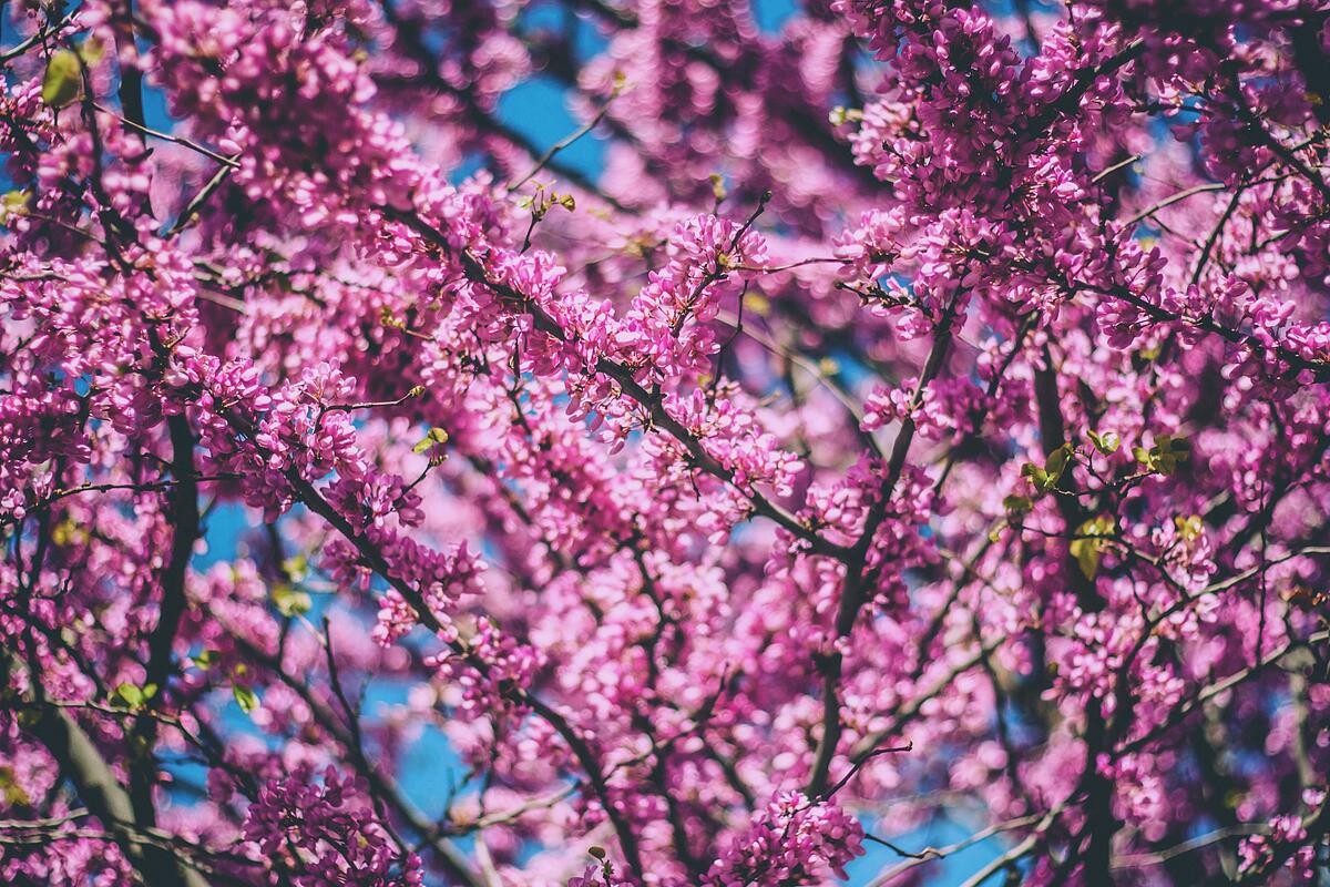 Bright pink flowers on tree branches