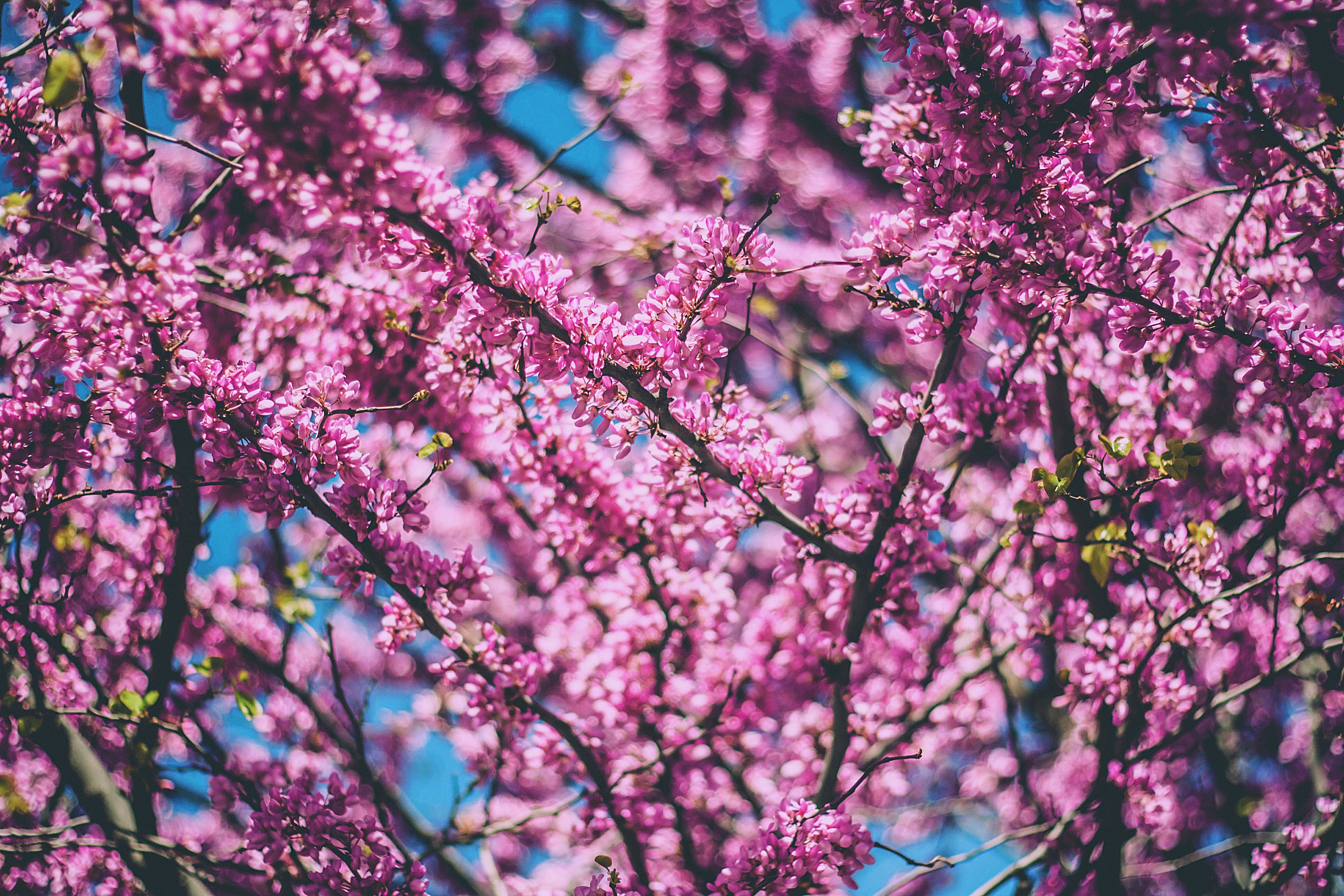 免费照片树枝上鲜艳的粉色花朵
