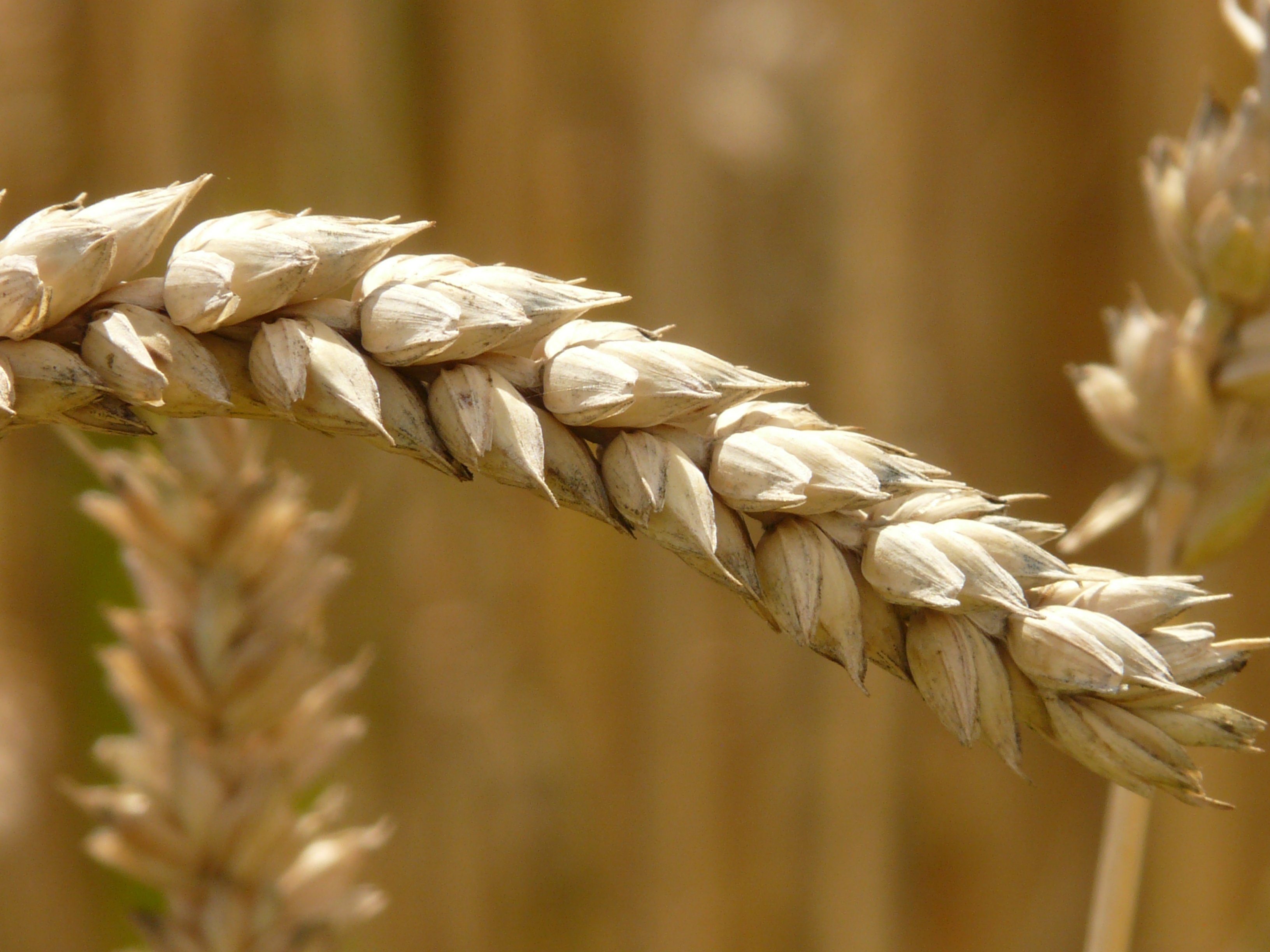 Бесплатное фото Колосок на кукурузном поле