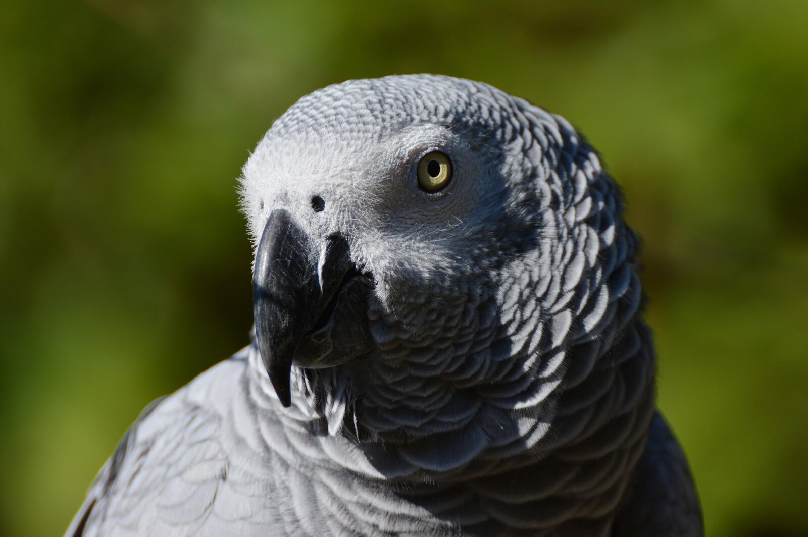 Free photo A gray parrot close-up