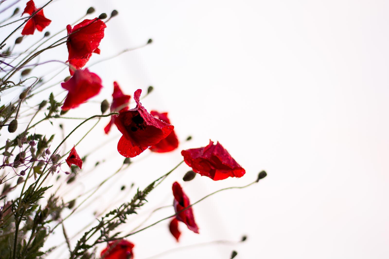Free photo Red poppies on a white background