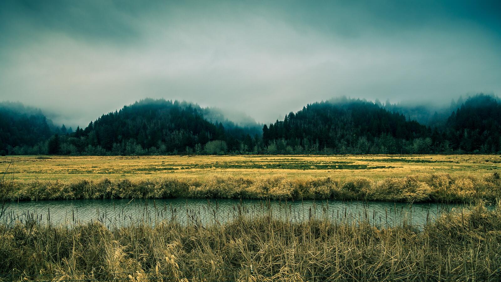 Бесплатное фото Холмистый лес в тумане