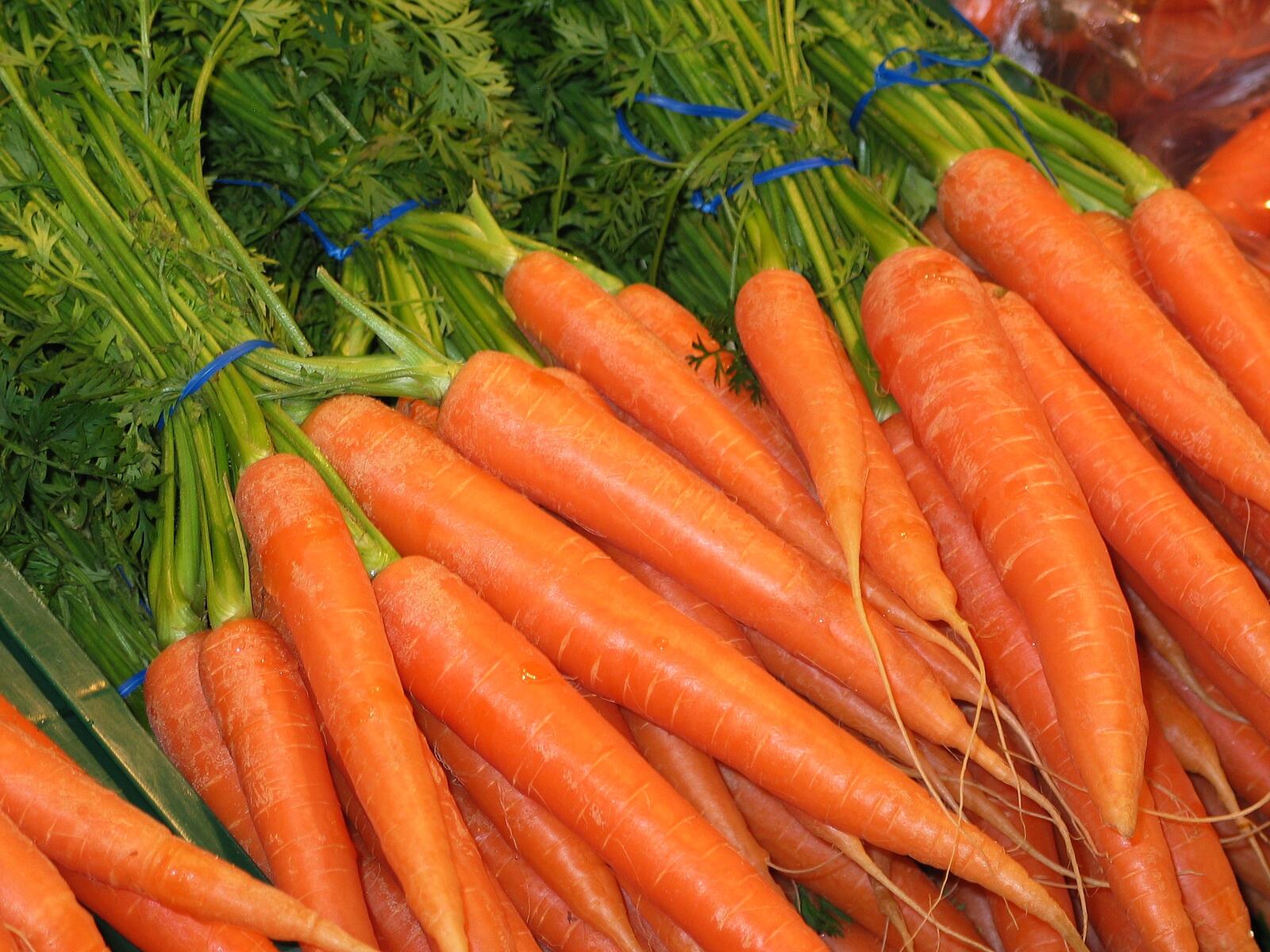 Free photo A big pile of carrots