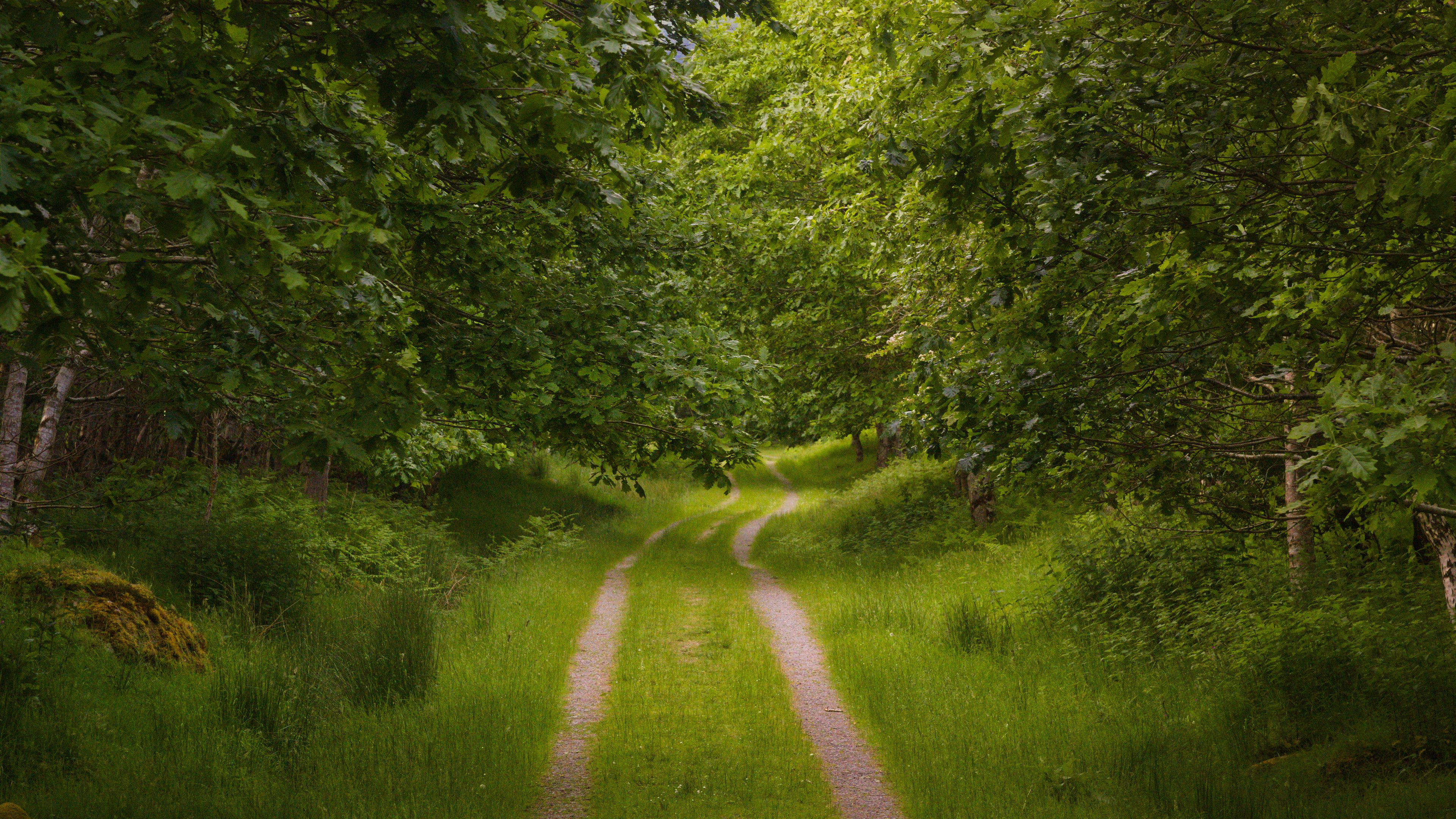 免费照片夏日里的一条杂草丛生的森林道路