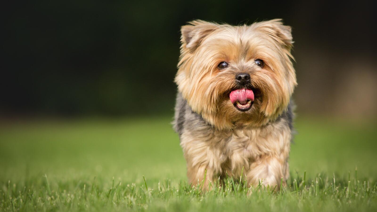 免费照片一只在草坪上散步的小狗