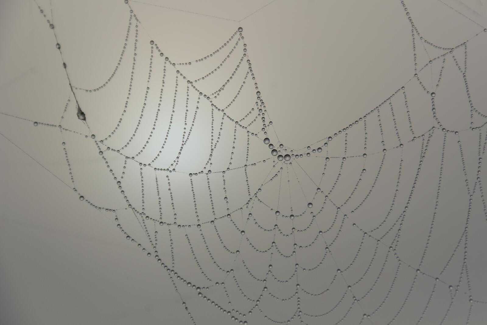 免费照片雾气缭绕背景下的雨滴蜘蛛网
